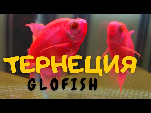 Видео: РАЗВЕДЕНИЕ ТЕРНЕЦИЙ ГЛОФИШ