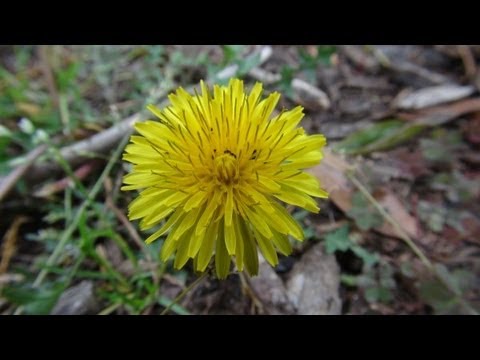 Видео: Дикие съедобные растения у вас на заднем дворе! (HD)