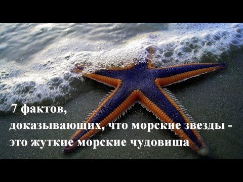 Видео: 7 фактов, доказывающих, что морские звезды - это жуткие чудовища