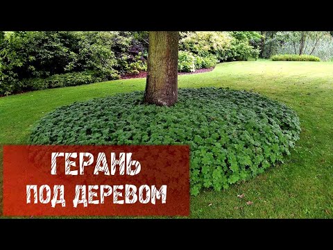 Видео: ГЕРАНЬ В ПРИСТВОЛЬНОМ КРУГЕ