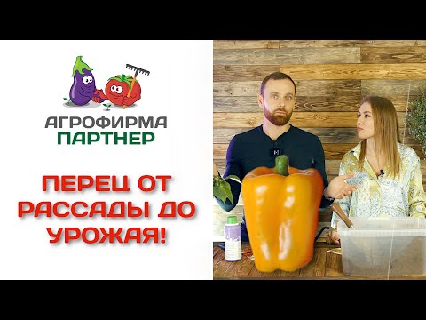 Видео: Перец от рассады до урожая! Анна Акинина и Василий Блокин-Мечталин