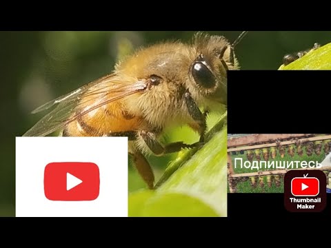 Видео:  Состояние семей на начало октября #пчеловодство #bee #beekeeper #деревня #природа #топ