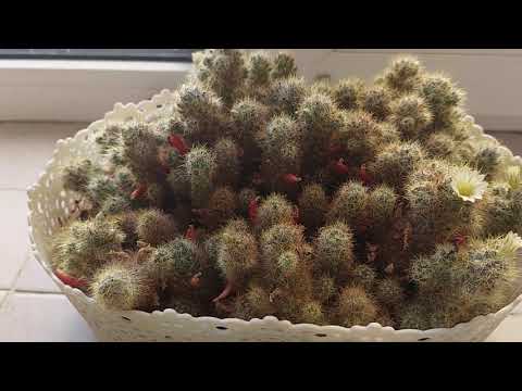 Видео: Мои цветочки