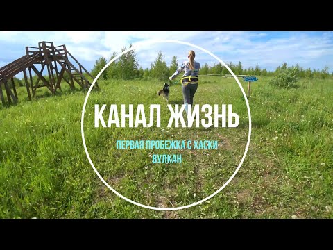 Видео: Первая пробежка с Хаски Вулкан. Ижевск 2020. Из питомника Клан Симурана. Husky, Vulcan