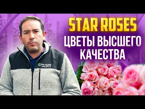Видео: Лучшие цветы в Эквадоре. Обзор плантации Star Roses | Цветы оптом