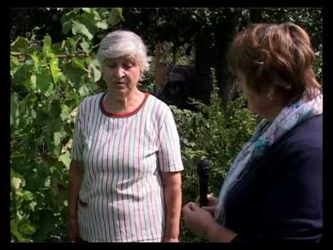 Видео: Сад и огород. Виноградник в Подмосковье