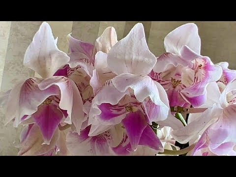 Видео: Невероятное поступление орхидей. Леко Фантастик, Сказка, Спаркс, Шампань, Пират Пикоти и тд и тп
