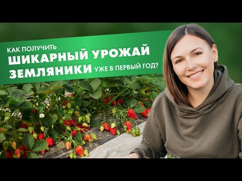 Видео: Как получить шикарный урожай земляники садовой уже в 1 год?