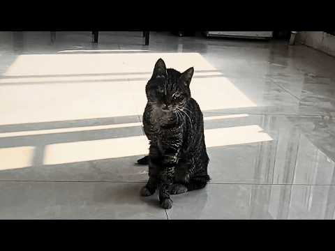Видео: Хозяин переехал и забыл его, с тех пор жизнерадостный кот впал в депрессию и потерял доверие.