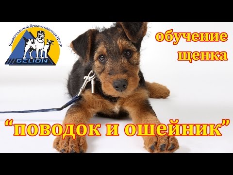 Видео: Урок № 5 Приучение к поводку и ошейнику