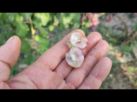 Видео: Виноград на который стоит обратить внимание.