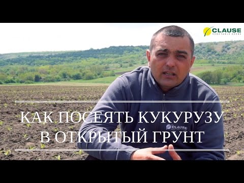 Видео: ПОСЕВ КУКУРУЗЫ В ОТКРЫТЫЙ ГРУНТ | СЕЕМ КУКУРУЗУ ОТ CLAUSE
