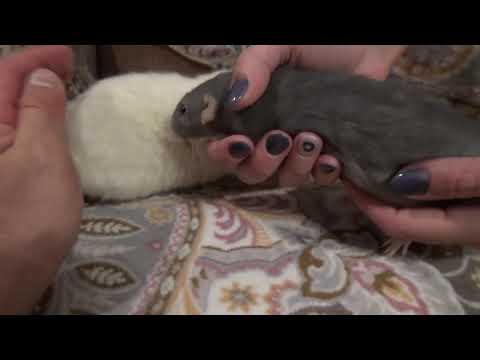 Видео: Знакомство крыс Бори и Нюши! Как познакомить крыс? Советы по знакомству крыс.