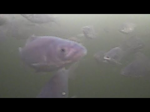 Видео: Профилактика замора на прудах и планы по продолжению очистки пруда