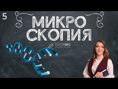 Видео: Микроскопия. Как пользоваться световым микроскопом. Лекция из курса "Биология как наука"