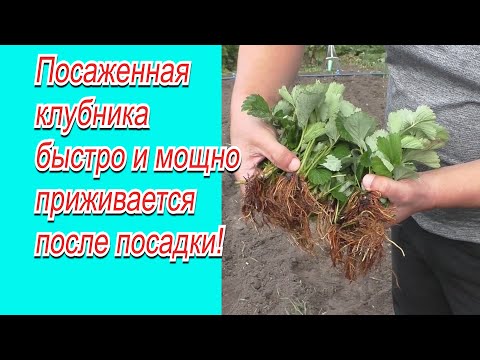 Видео: Полейте так клубнику после посадки-  урожай гарантирован!