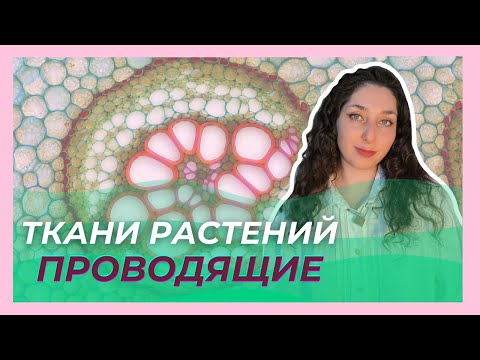 Видео: Ткани растений  —  Проводящие ткани. ЦТ/ЦЭ/устный экзамен