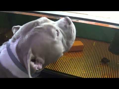 Видео: 341.Анциструс.Рождение.