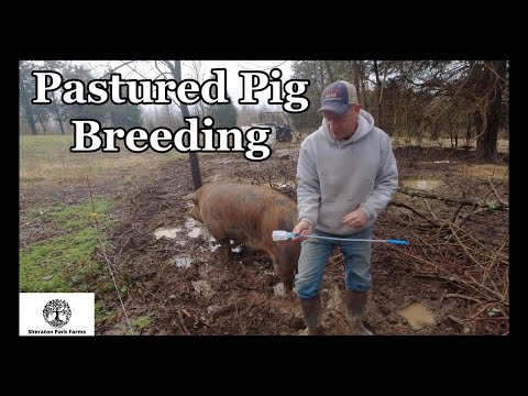 Видео: Пастбищное свиноводство – свинина породы дюрок из Беркшира