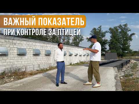 Видео: Три фазы кормления бройлеров: простая схема кормления, которая работает на практике
