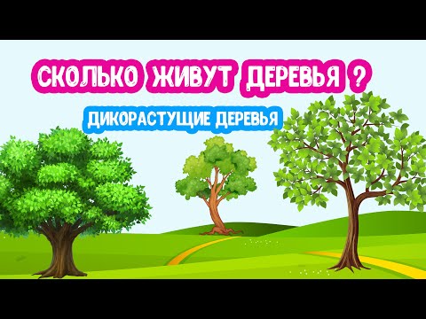 Видео: Сколько Живут ДЕРЕВЬЯ? Дикорастущие деревья развивающее видео