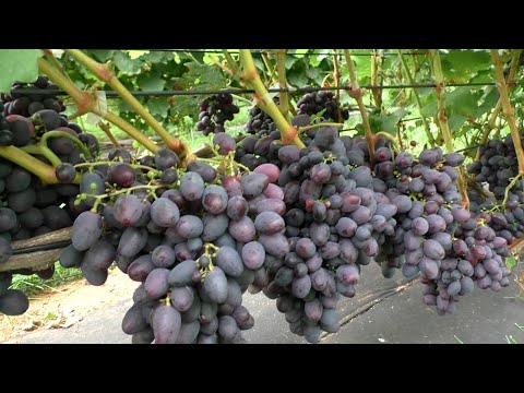 Видео: Какие сорта винограда созрели? Обзор виноградника на 9 сентября