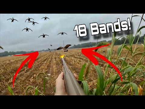 Видео: ОТКРЫТИЕ ОХОТЫ НА ГУСЯ УСПЕХА! (18 групп)