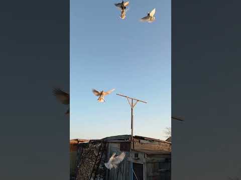 Видео: 21 октября 2025 г.