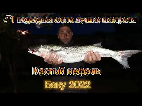 Видео: подводная охота кефаль лучшие выстрелы Каспий Баку 2022 √1