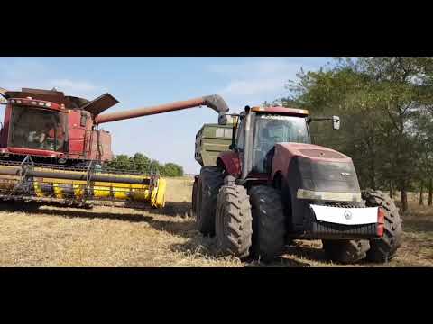 Видео: Выращивание просо. No-till 12.09.2019. Уборка пожнивного просо