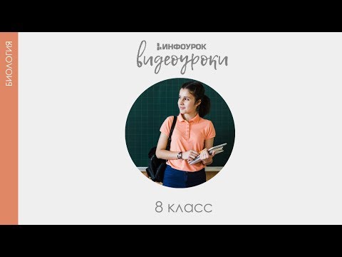 Видео: Вкусовой и обонятельный анализаторы  Боль | Биология 8 класс #52 | Инфоурок