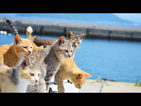 Видео: Слишком милая! Посещение кошачьего острова в Японии, где живет много дружелюбных кошек🐈🇯🇵 | Ogijima