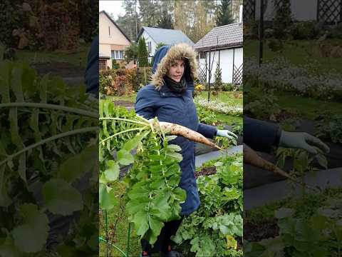 Видео: Урожай дайкона в середине октября