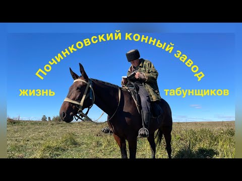 Видео: Советские тяжеловозы. Табунный репортаж. Быт табунщиков.