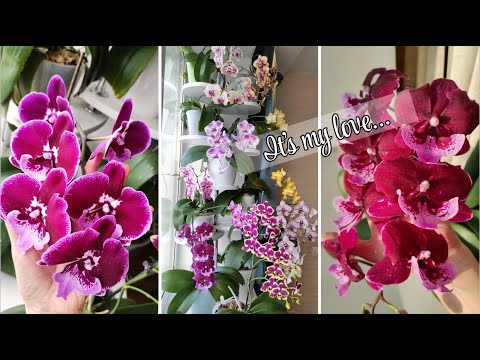 Видео: МОЯ ПОДСТАВКА ДЛЯ ЦВЕТОВ. Домашнее цветение орхидей! ORCHIDS