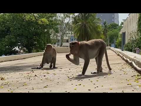 Видео: Индийские обезьяны - редкие кадры l Моя Родина Земля