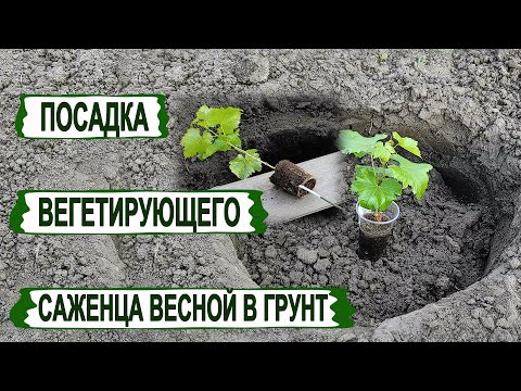 Видео: 🍇 Избегай ЭТИХ ошибок! Посадка ВЕГЕТИРУЮЩЕГО САЖЕНЦА винограда в открытый грунт весной.