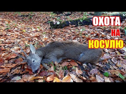 Видео: Охота на косулю