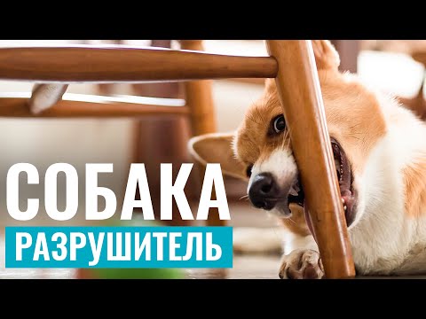 Видео: ЩЕНОК-РАЗРУШИТЕЛЬ: Как объяснить собаке, что НЕЛЬЗЯ ПОРТИТЬ ВЕЩИ?