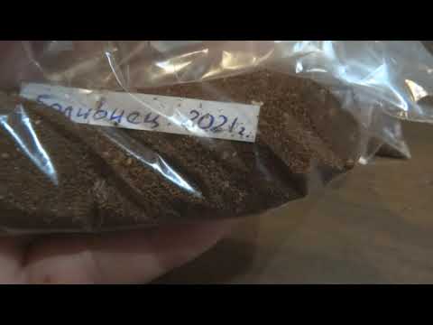 Видео: Собранные семена табака после завершения сезона.