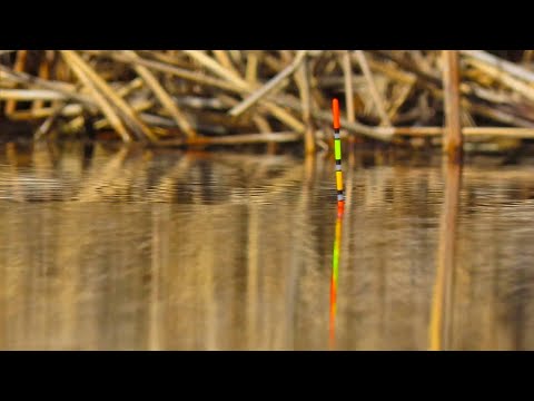 Видео: Перший ЛЮТИЙ карась на поплавок з кормушкою | рибалка на карася