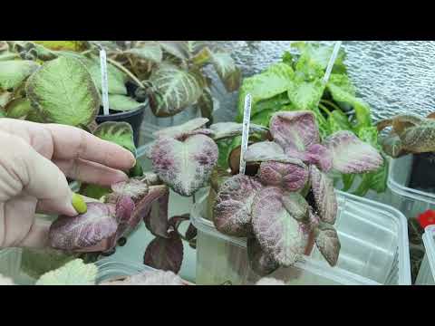 Видео: ЭПИСЦИИ. Результат укоренения. 🤗☘️🏵️#комнатныерастения #эписции #посадкаиуход #растения #цветы