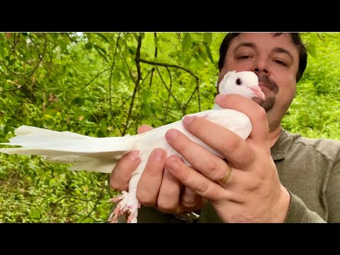 Видео: Голуби которых я продаю