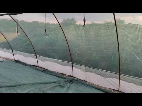 Видео: Рассадник для клубники и голубики