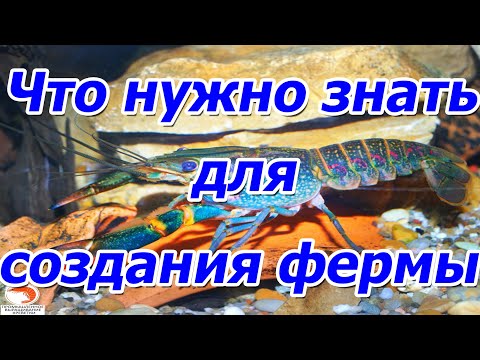 Видео: Что нужно знать для создания фермы узв по австралийскому раку