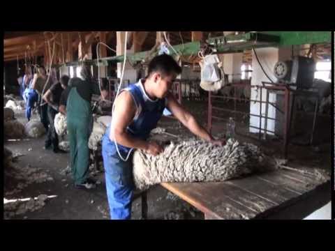 Видео: Стрижка овец.Скоростные стригали Калмыкии.VOB