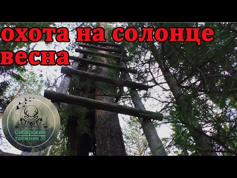 Видео: ОХОТА НА СОЛОНЦЕ , ПОДГОТОВКА .