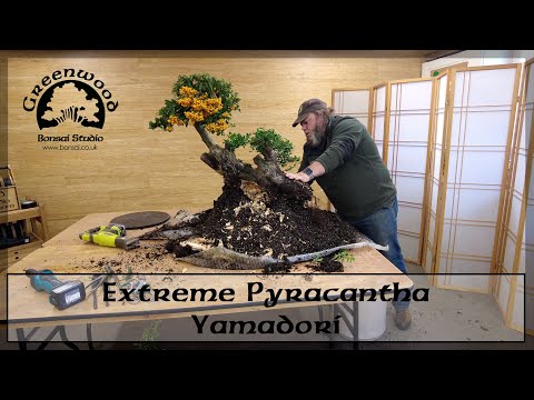 Видео: Экстремальная пираканта Ямадори — бонсай из зеленого дерева