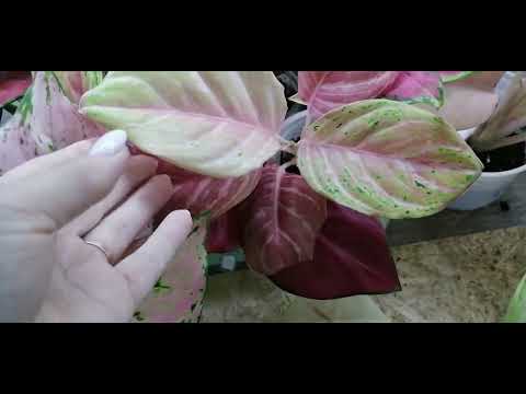 Видео: 🍀Аглаонемы. Новые Редкие Сорта🍀