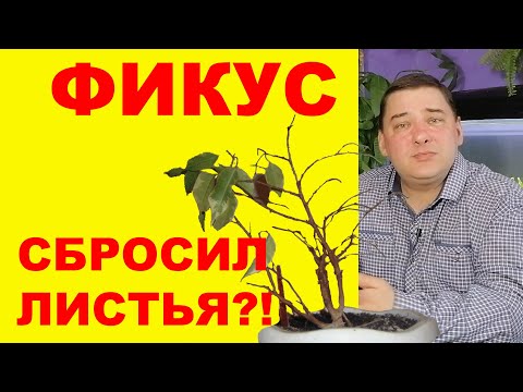 Видео: Фикус сбрасывает листья. Что делать?! [6 причин]